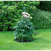 KEBAflexi-garden växtstöd;pyramid låg grön