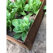 Planteringskanter corten